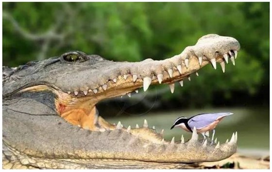 给鳄鱼“剔牙”的鸟
