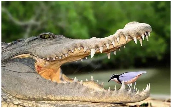 给鳄鱼“剔牙”的鸟